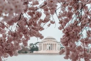 Blossoms in D.C.